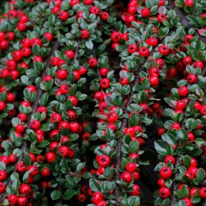 Кизильник горизонтальный Урсинов