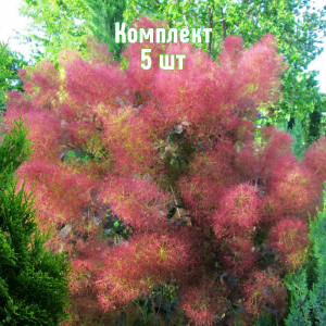 Комплект 5шт / Скумпия Фолис Пурпуреус