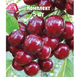 Комплект 5шт / Вишня Игрицкая