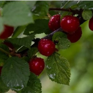 Вишня войлочная Любимица