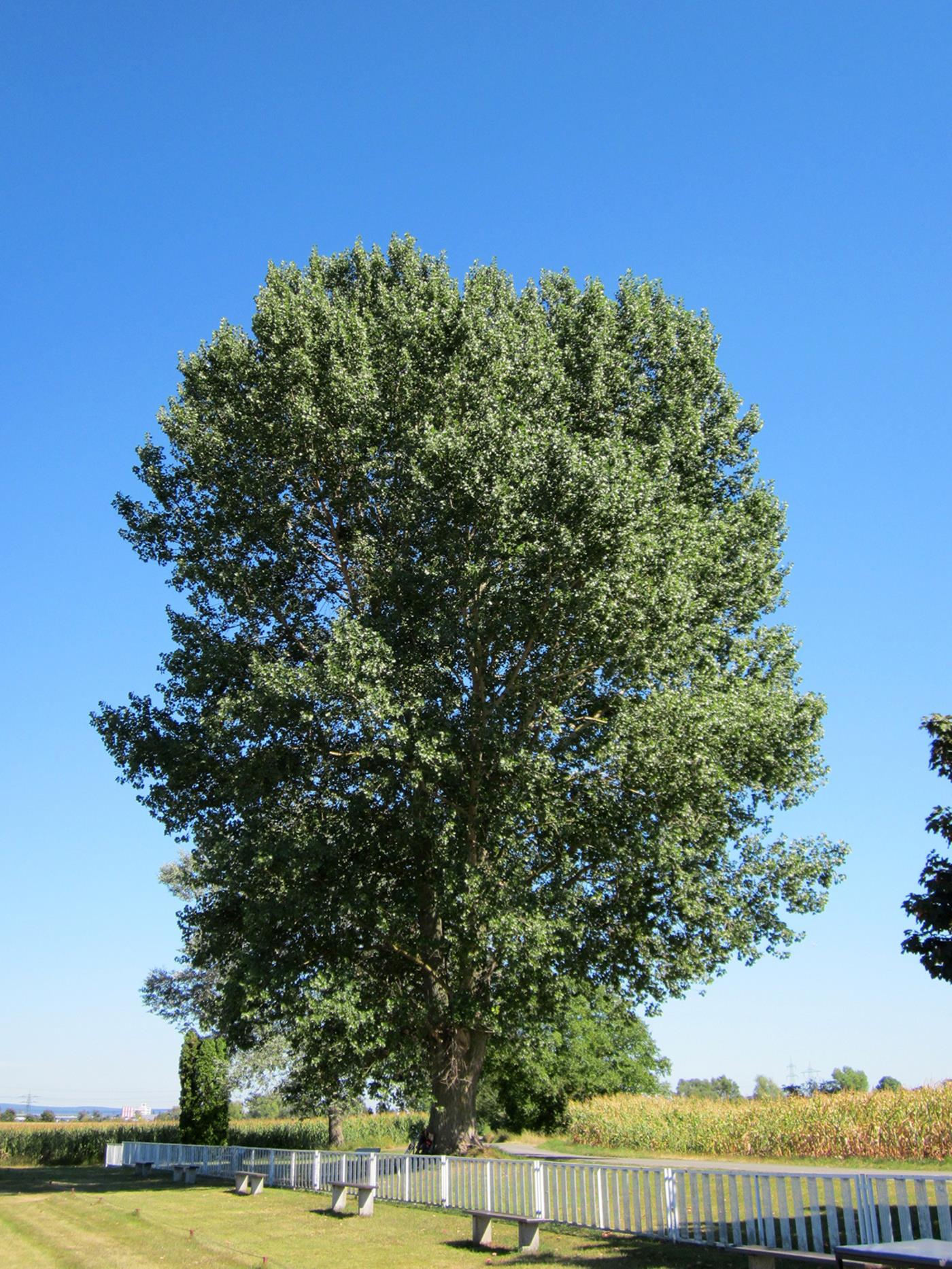 Черный Тополь дерево
